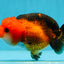 Apache (negro rojo) Lionchu hembra 4,5 pulgadas #0927LC_34