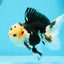 AAA Grade Bear Tricolor Oranda Male 4.5-5 inches #0503OR_13