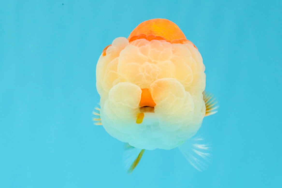 A Grade Red White LionQueen 4.5 inches #030626LC_03