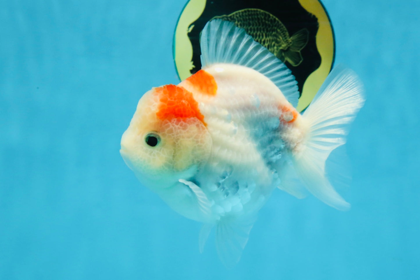 A Grade Sakura Yuanbao Female 4 inches #103125YB_07