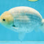 A Grade Snow White Sakura Ranchu Male 5.5 inches #110725RC_15