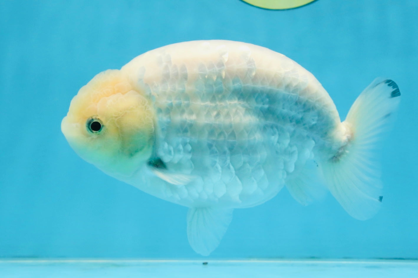 A Grade Snow White Sakura Ranchu Male 5.5 inches #110725RC_15