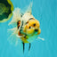 AAA Grade Sanke Marble Oranda Male 6.5 inches #062626OR_03