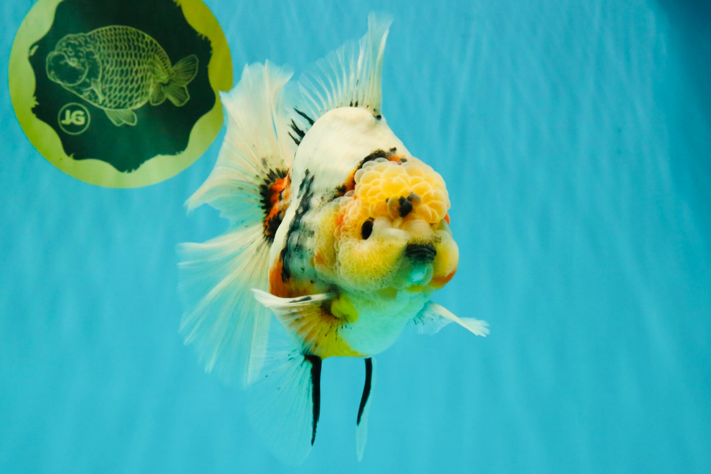 AAA Grade Sanke Marble Oranda Male 6.5 inches #062626OR_03