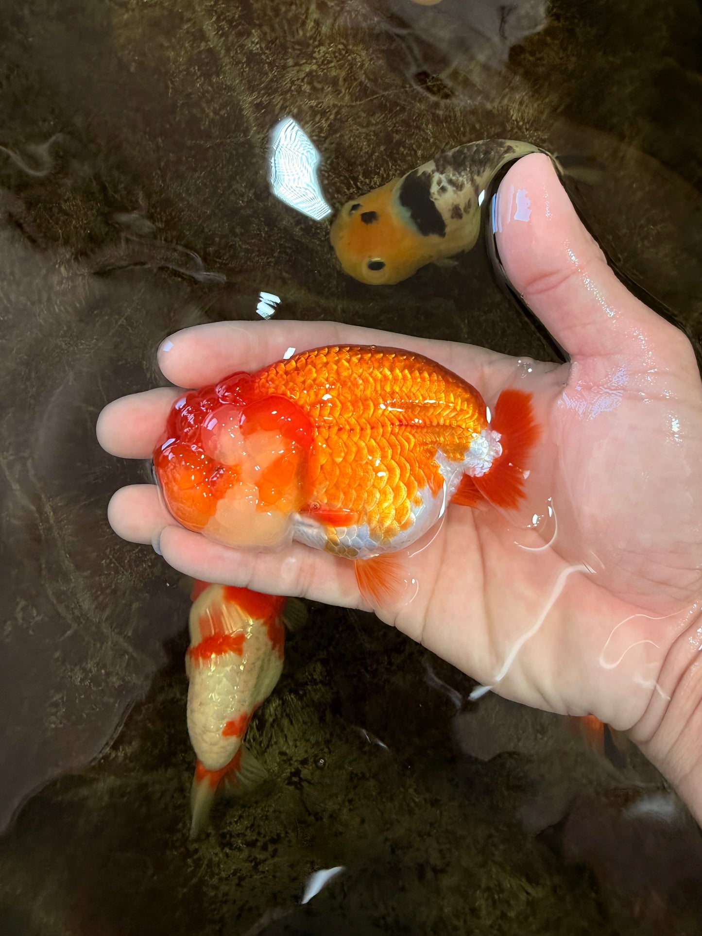 A Grade Young Red White LionQueen 4 inches #101025LC_10