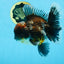 AAA Grade Calico Kirin Oranda 5.5-6 inches #080125OR_02