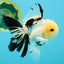 A Grade Panda Oranda Male 5.5 inches #030626OR_23