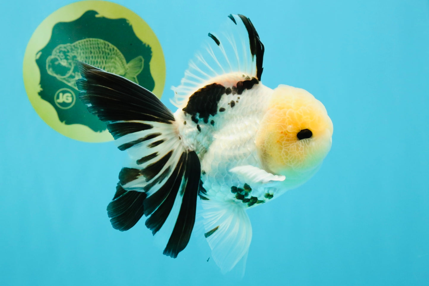 A Grade Panda Oranda Male 5.5 inches #030626OR_23