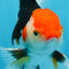 A Grade Tricolor Oranda Male 5-5.5 inches #082225OR_19