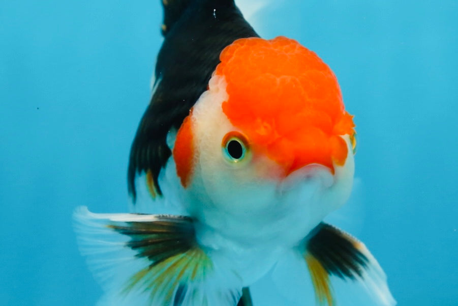 A Grade Tricolor Oranda Male 5-5.5 inches #082225OR_19