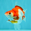 A Grade Red White Ryukin Female 4 inches #050126RK_04