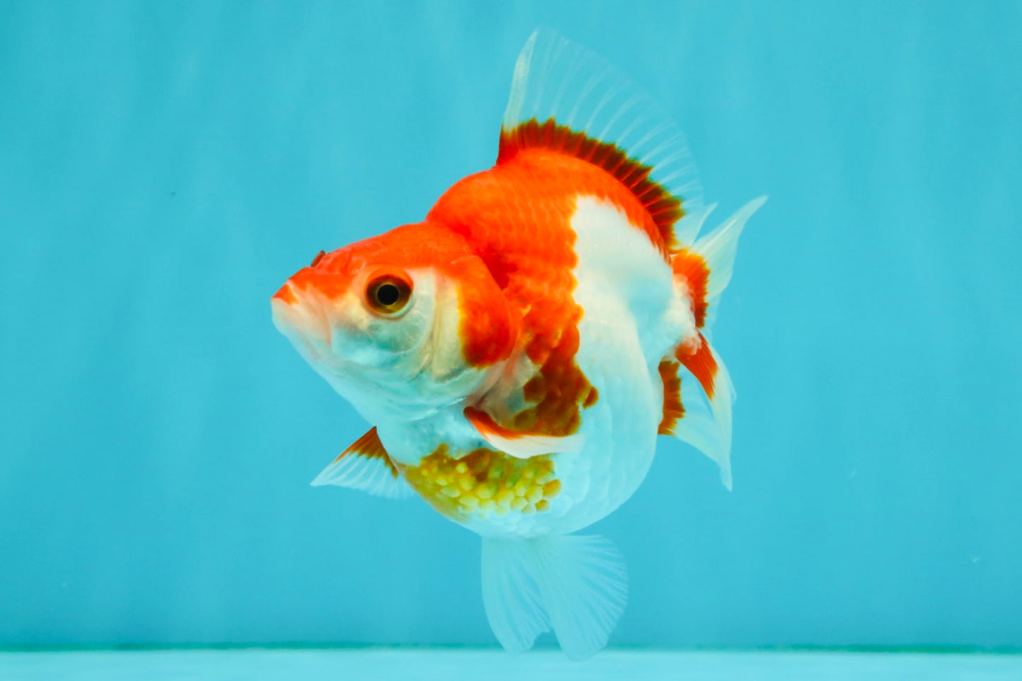 A Grade Red White Ryukin Female 4 inches #050126RK_04