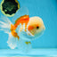 SUPER CUTE AAA Grade Red White Oranda Male 6 inches #082225OR_08