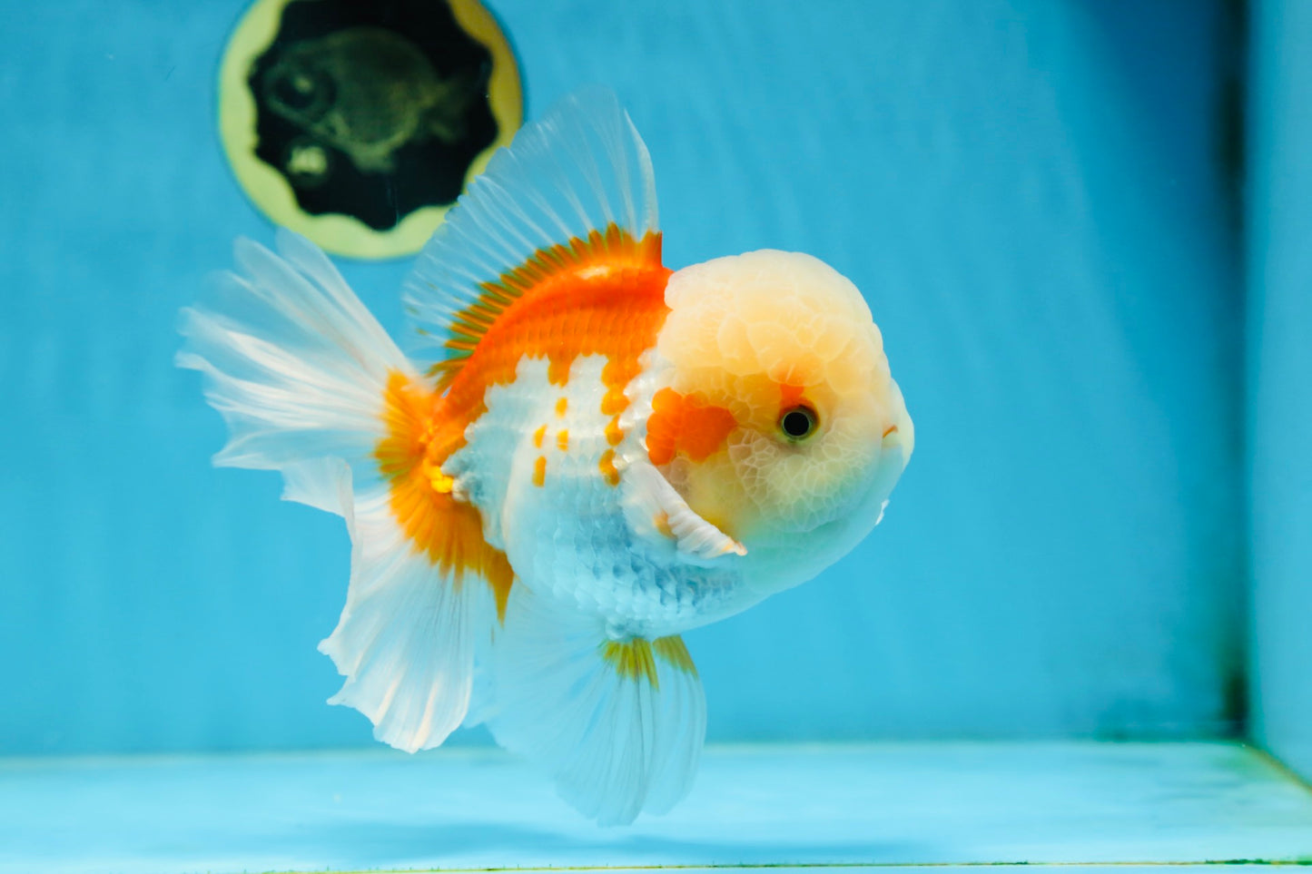 SUPER CUTE AAA Grade Red White Oranda Male 6 inches #082225OR_08