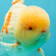 FLUFFY AAA Grade Jumbo Boradtail Red White Oranda Male 8.5 inches #072426OR_02