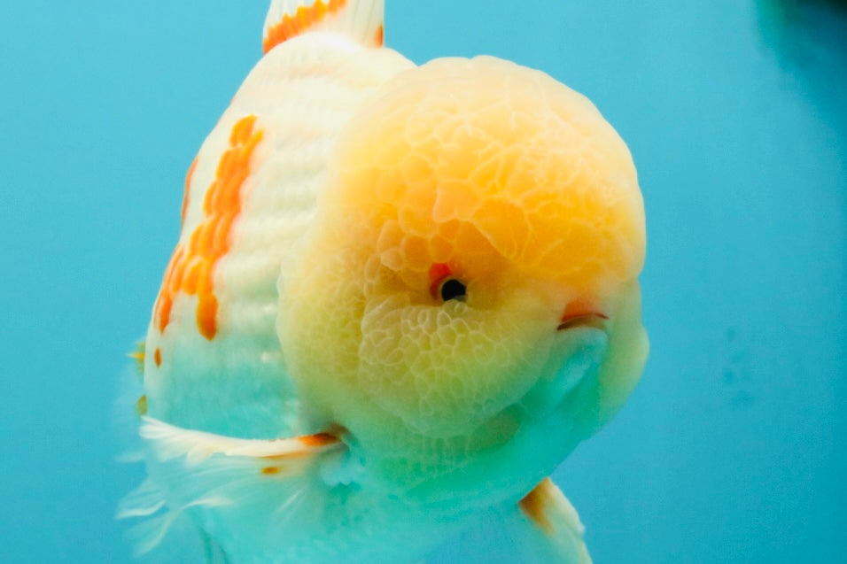 FLUFFY AAA Grade Jumbo Boradtail Red White Oranda Male 8.5 inches #072426OR_02