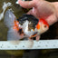 A Grade Tricolor Oranda Male 5-5.5 inches #082225OR_19