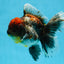 A Grade Kirin Oranda Female 6 inches #110725OR_03