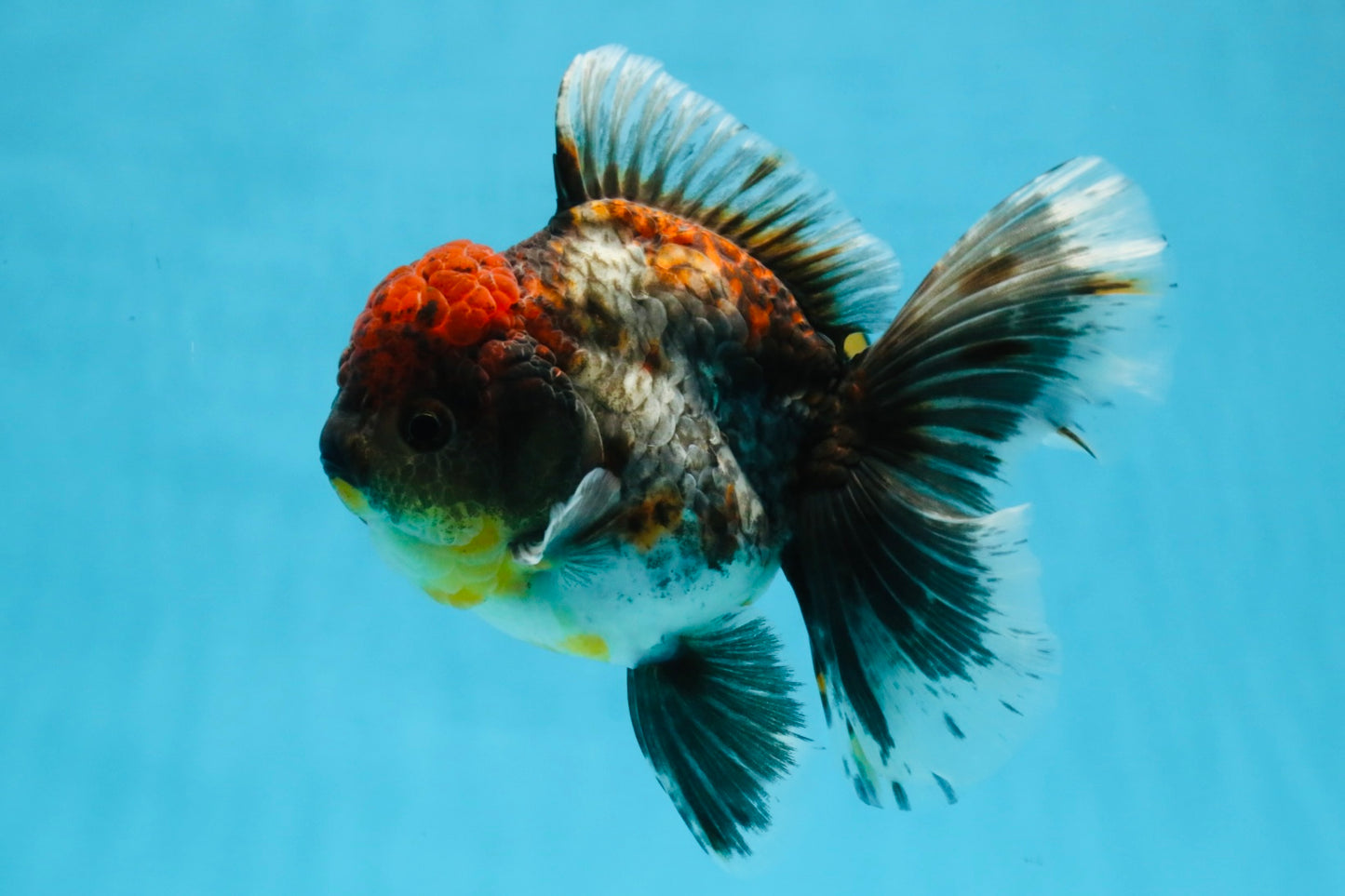 A Grade Kirin Oranda Female 6 inches #110725OR_03