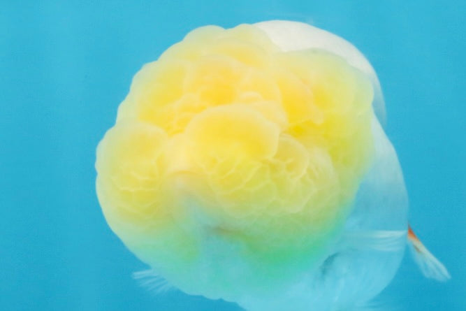 Snow White Lionchu Female 3.5 inches #121925LC_03