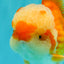 FLUFFY AAA Grade Red White Oranda Male 6.5 inches #082126OR_01