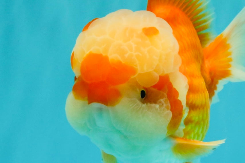 FLUFFY AAA Grade Red White Oranda Male 6.5 inches #082126OR_01