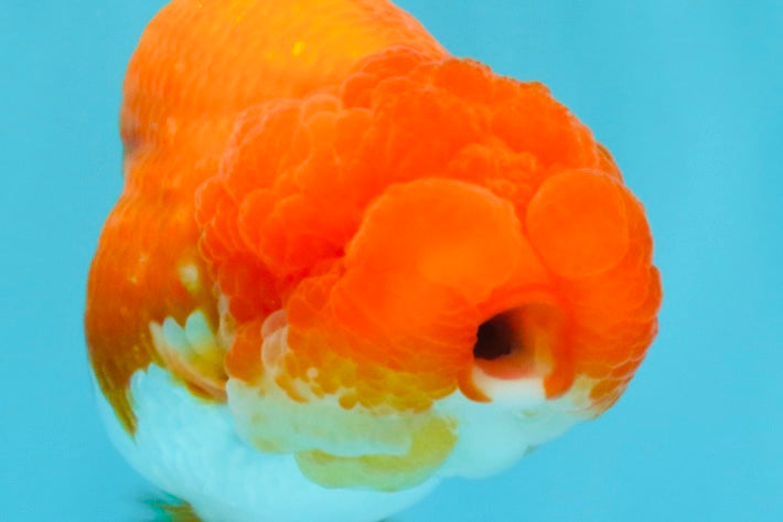 CHUBBY AAA Grade Red White LionQueen 4  inches #022026LC_16