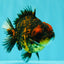 AAA Grade Tiger Yuanbao Male 5 inches #061926YB_35