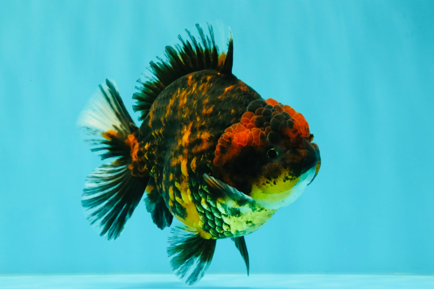 AAA Grade Tiger Yuanbao Male 5 inches #061926YB_35