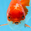 AAA Grade Red White Oranda Male 5.5 inches #0706OR_22