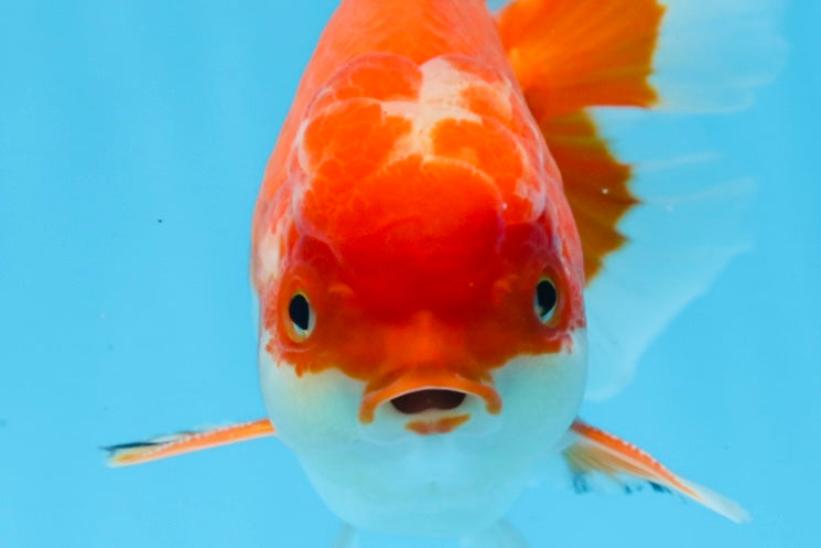 AAA Grade Red White Oranda Male 5.5 inches #0706OR_22