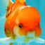 Sakura Oranda Female 5 inches #050126OR_06