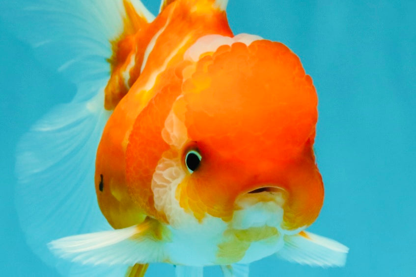 Sakura Oranda Female 5 inches #050126OR_06
