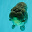 AAA Grade Super Blue LionQueen 6-6.5 inches #100226LC_23