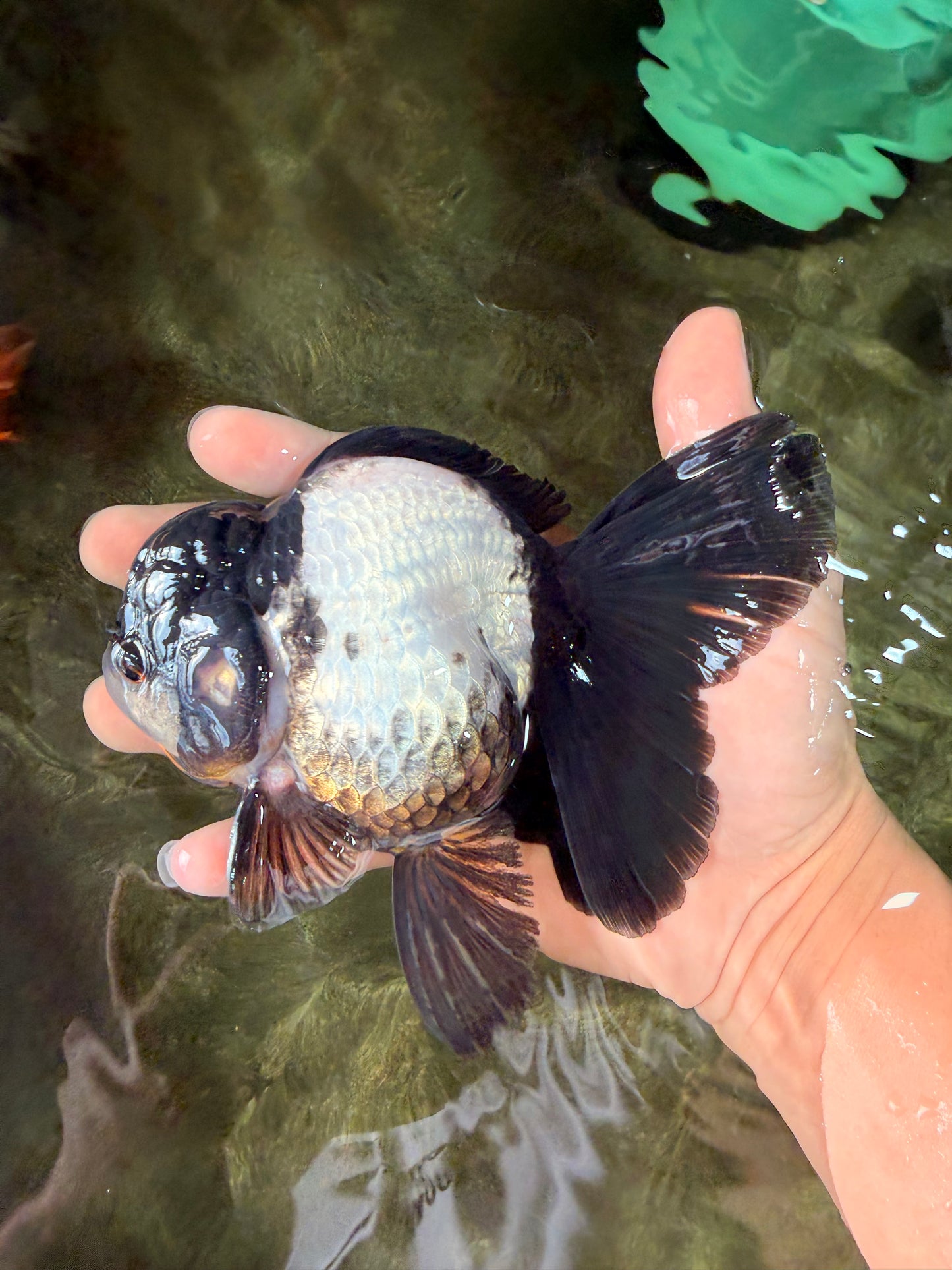 ROYAL A Grade Panda Oranda Female 5.5-6 inches #031326OR_24