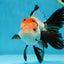 A Grade Tricolor Oranda Male 5-5.5 inches #060625OR_23