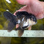 A Grade Killer Whale Panda Oranda Female 5-5.5 inches #100325OR_19