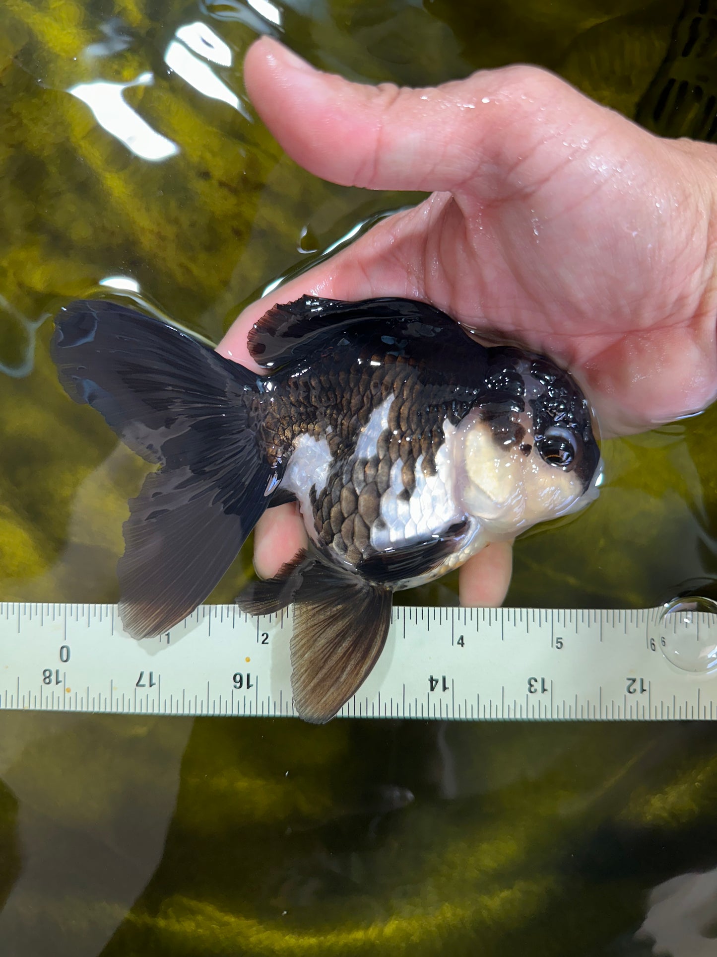 A Grade Killer Whale Panda Oranda Female 5-5.5 inches #100325OR_19