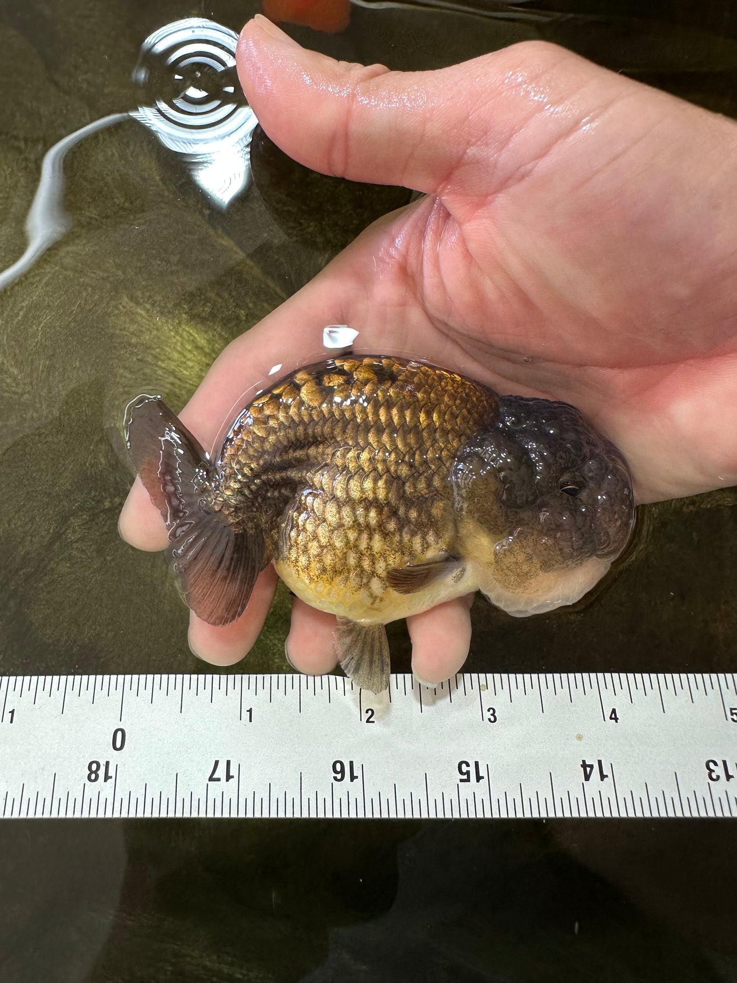 A Grade Dragon Scale Black Copper LionQueen 4-4.5 inches #062725LC_07