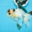 AAA Grade Panda Button Eyes Oranda Male 4.5 inches #0913OR_07