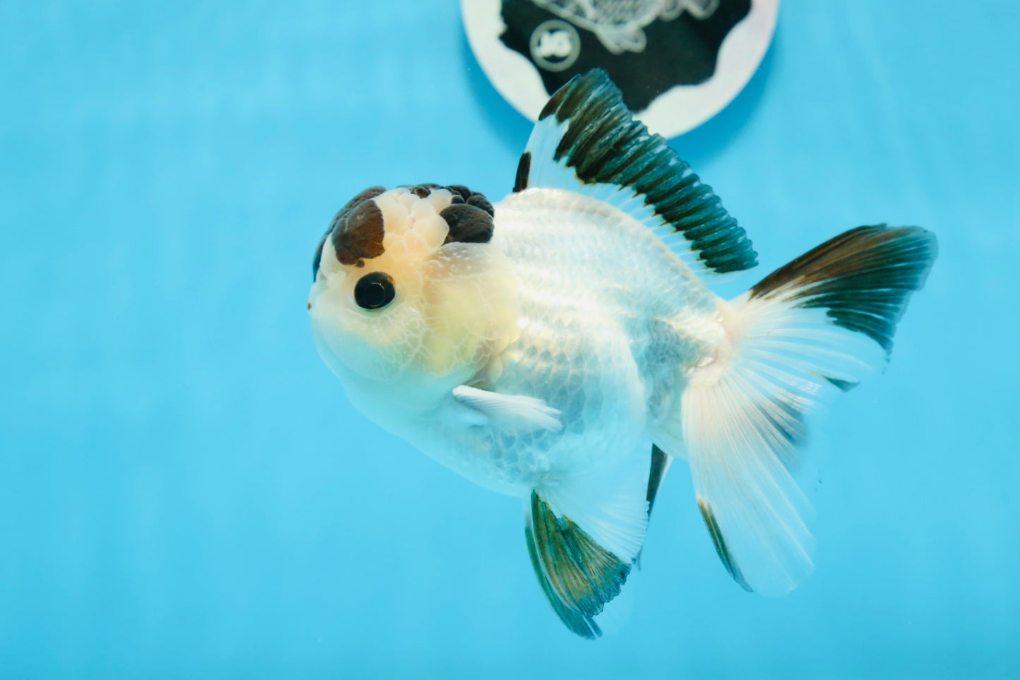 AAA Grade Panda Button Eyes Oranda Male 4.5 inches #0913OR_07