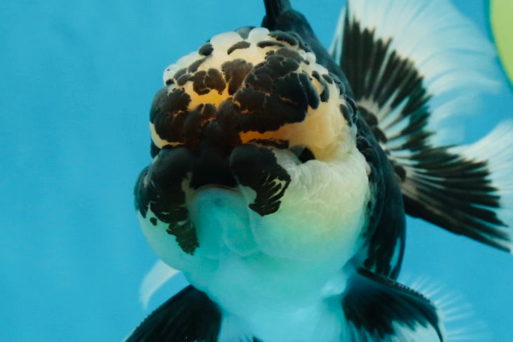 AAA Grade Panda Oranda Male 5 inches #051625OR_28