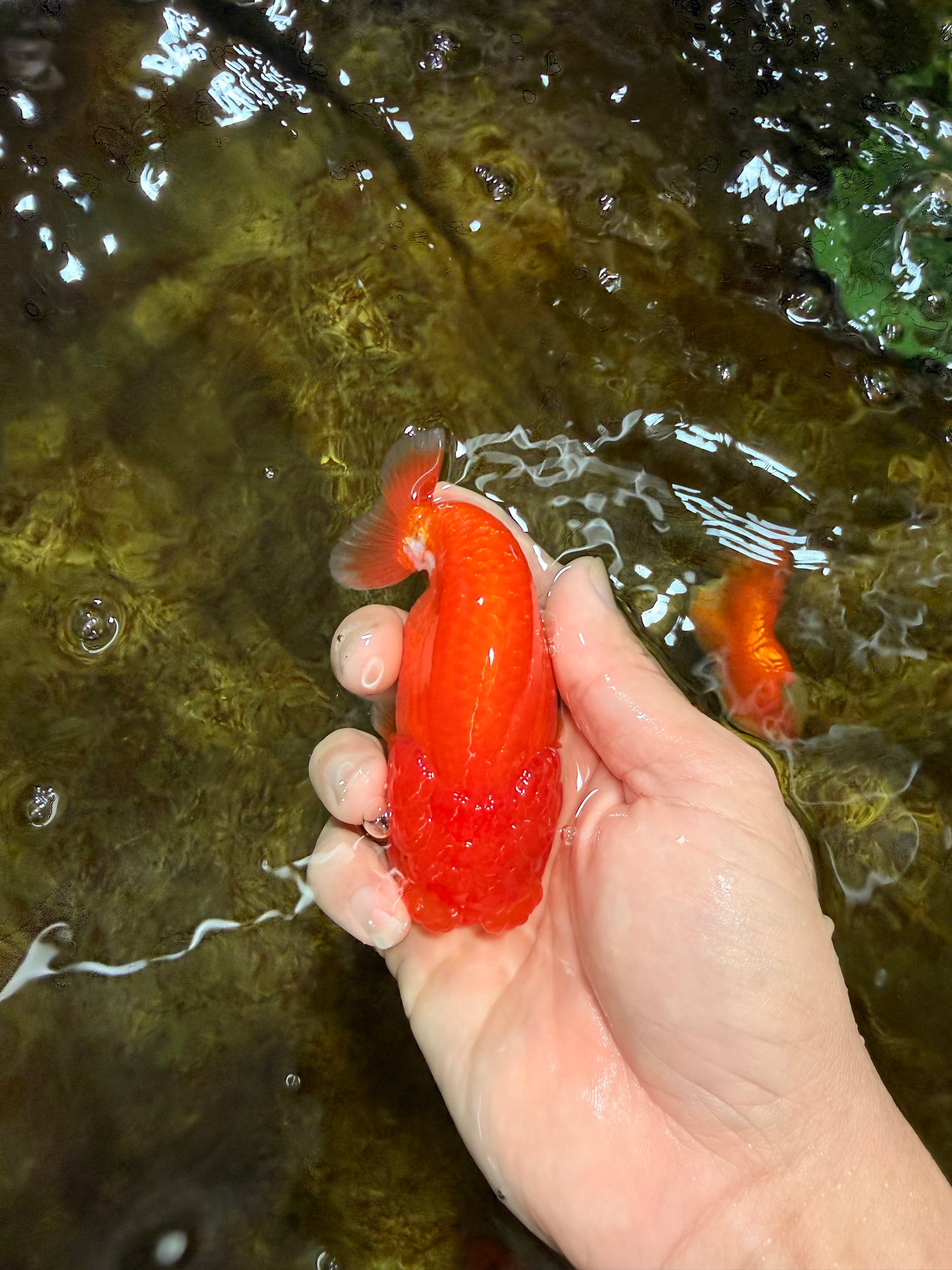 A Grade Red White LionQueen 4 inches #112825LC_04