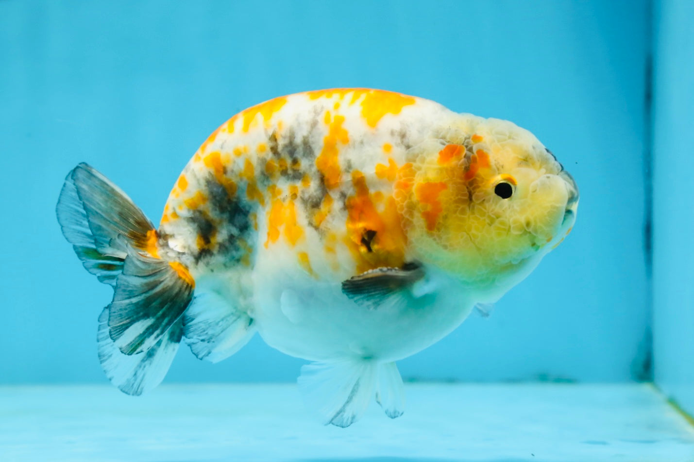 A Grade Chubby Tricolor Marble LionKing 4.5-5 inches #071125LC_04