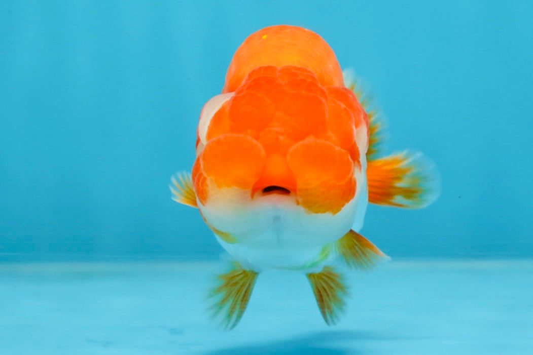 AAA Grade Red White LionQueen 4 inches #101725LC_08