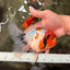 A Grade Sakura Oranda Male 6.5 inches #071726OR_24