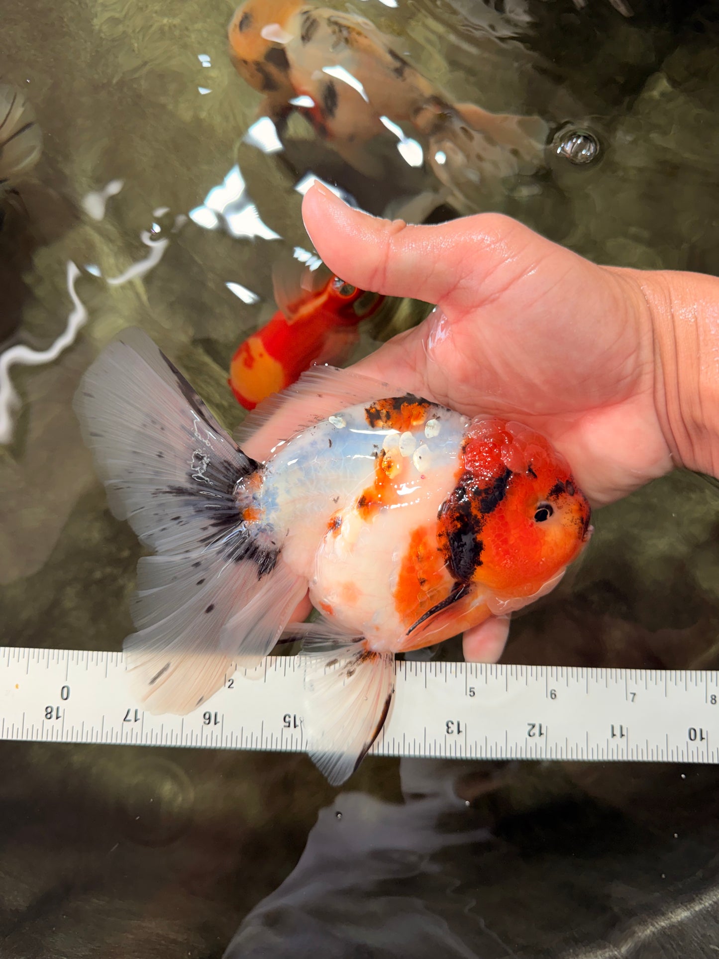 A Grade Sakura Oranda Male 6.5 inches #071726OR_24