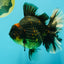 AAA Grade Broadtail Tiger Oranda Male 7.5 inches #073126OR_02