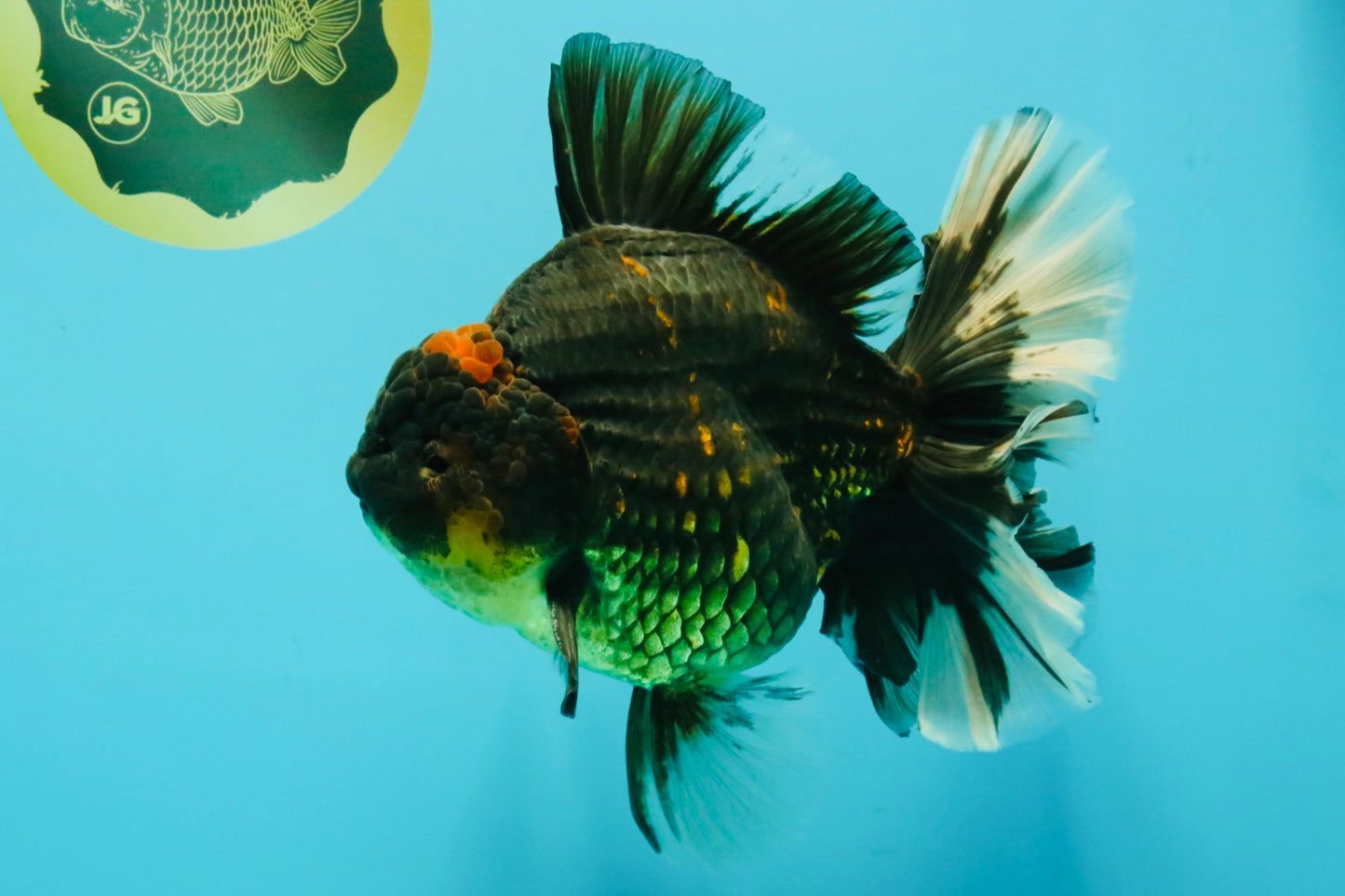 AAA Grade Broadtail Tiger Oranda Male 7.5 inches #073126OR_02