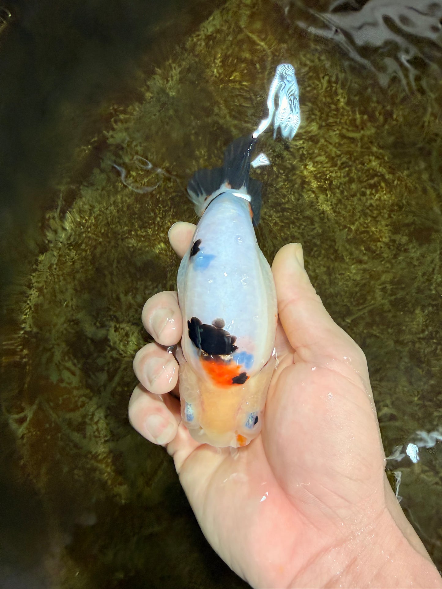 RARE Cow Chinese Ranchu Male 5-5.5 inches #120525RC_04